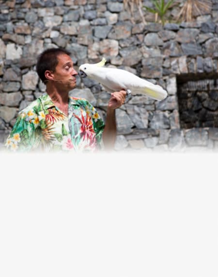 Aves del Paraíso: bienvenido a nuestra família de pájaros exóticos Aves del Paraíso: bienvenido a nuestra família de pájaros exóticos